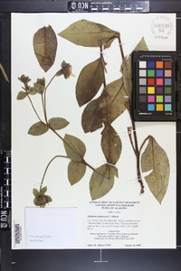 Silphium glutinosum image