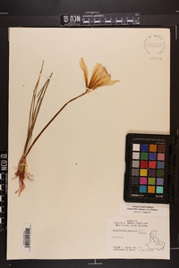 Zephyranthes atamasca image