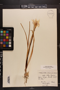 Zephyranthes atamasca image