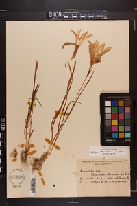 Zephyranthes atamasca image