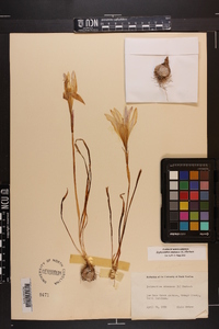 Zephyranthes atamasca image