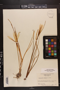 Zephyranthes atamasca image