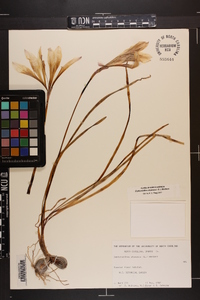 Zephyranthes atamasca image