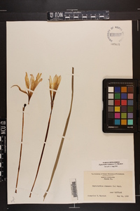 Zephyranthes atamasca image