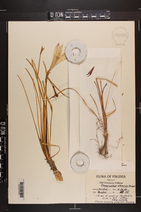 Zephyranthes atamasca image