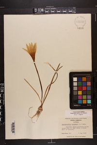 Zephyranthes atamasca image