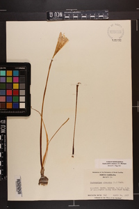 Zephyranthes atamasca image