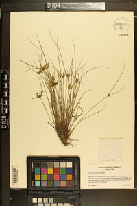 Cyperus flavescens image