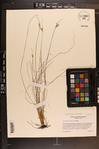 Sisyrinchium capillare image