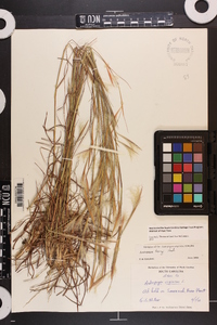 Andropogon tracyi image