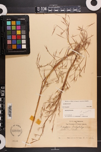 Andropogon brachystachyus image