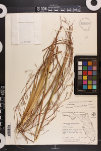 Andropogon brachystachyus image