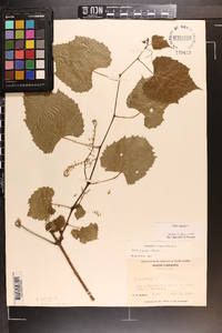 Vitis vulpina image