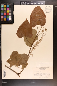 Vitis vulpina image