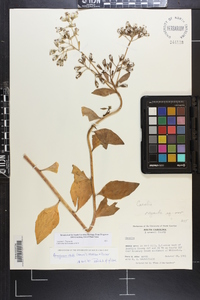 Arnoglossum ovatum image