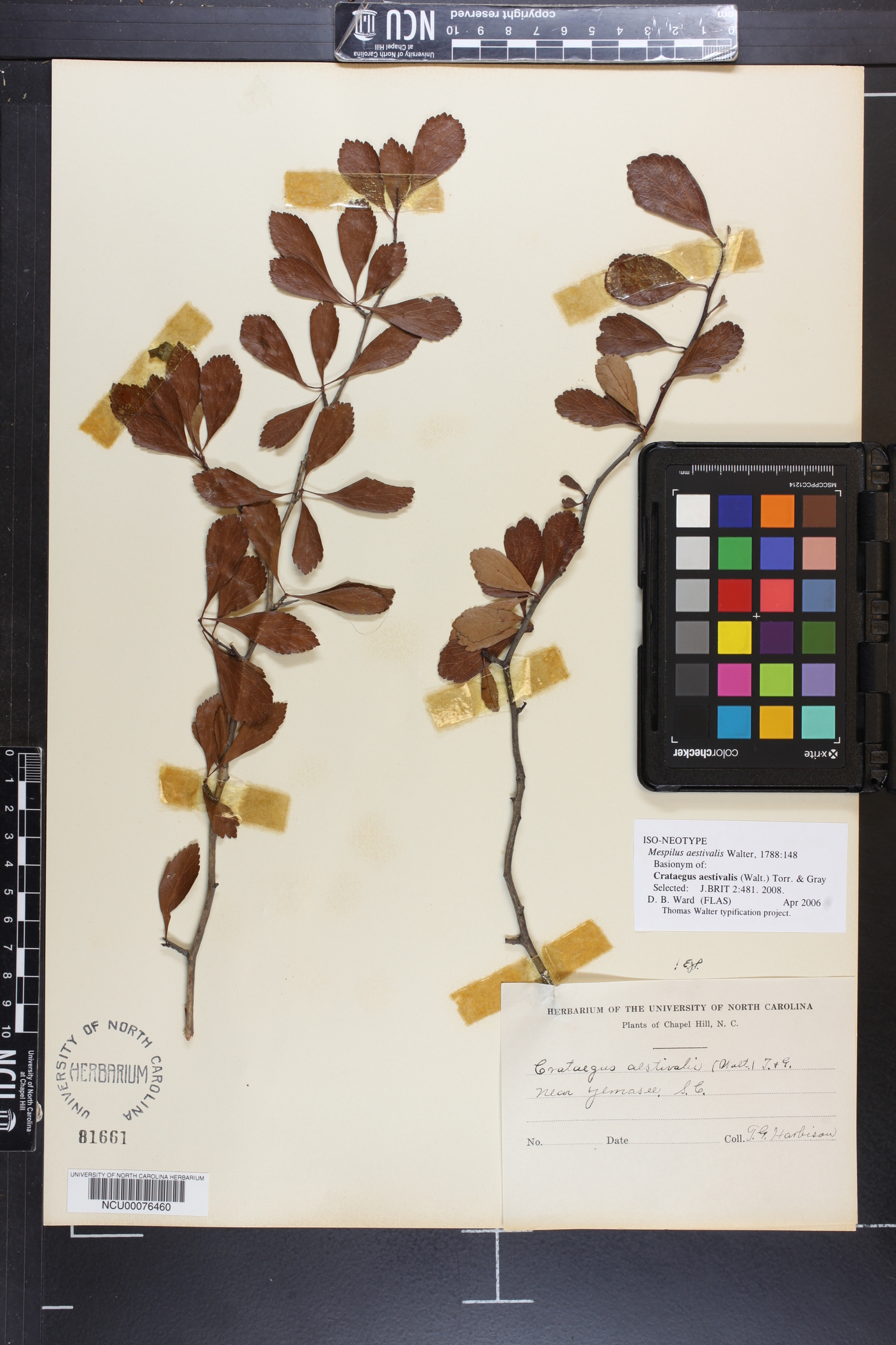 Crataegus aestivalis image