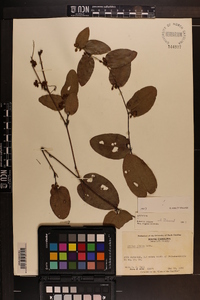 Smilax pumila image