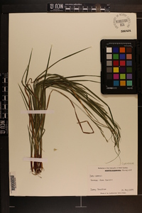 Carex roanensis image