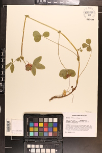 Trifolium reflexum image