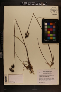 Juncus scirpoides image