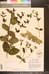 Eupatorium pubescens image