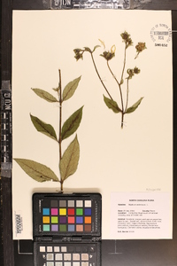 Silphium asteriscus image