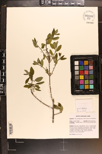 Ilex amelanchier image