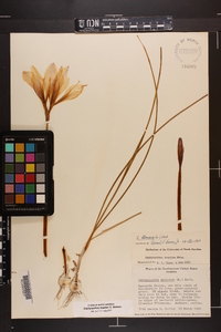 Zephyranthes treatiae image