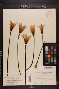 Zephyranthes treatiae image