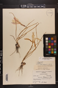 Zephyranthes treatiae image