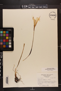 Zephyranthes atamasca image