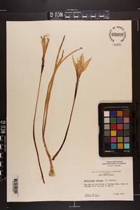 Zephyranthes atamasca image