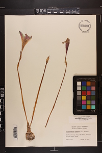 Zephyranthes atamasca image