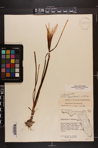 Zephyranthes atamasca image