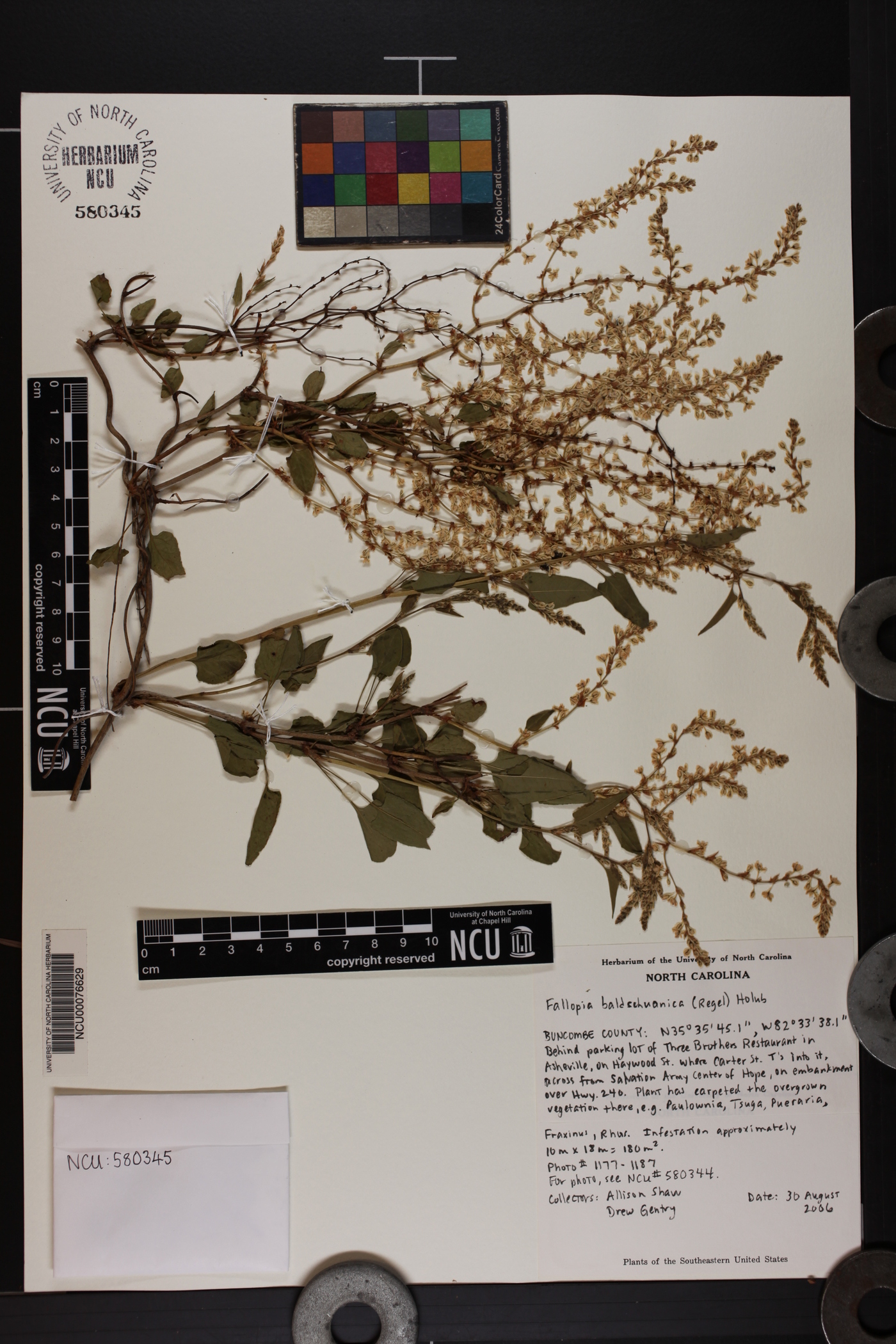 Fallopia baldschuanica image