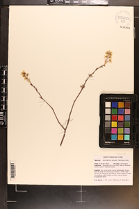 Amelanchier obovalis image