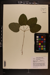 Smilax biltmoreana image