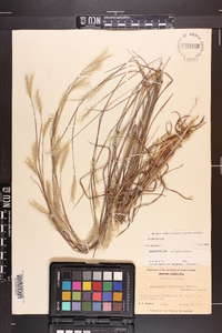 Andropogon ternarius image