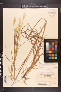 Andropogon ternarius image