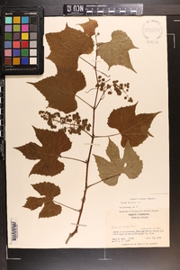 Vitis vulpina image