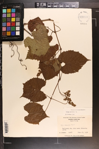 Vitis vulpina image