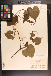 Vitis vulpina image