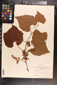 Vitis vulpina image