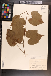 Vitis vulpina image