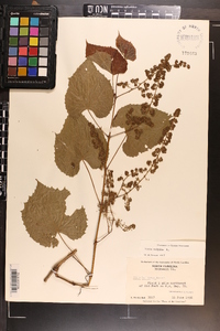 Vitis vulpina image