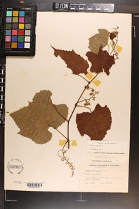 Vitis vulpina image