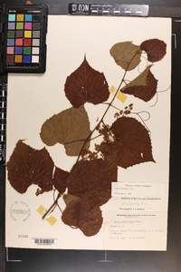 Vitis vulpina image