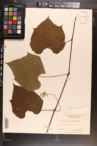 Vitis vulpina image