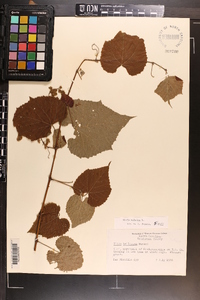 Vitis vulpina image