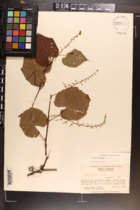 Vitis vulpina image